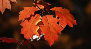 Sonbahar yaprağı güneş ışınlarında bir ağaç dalında