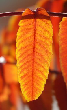 Sonbahar yaprağı güneş ışınlarında bir ağaç dalında