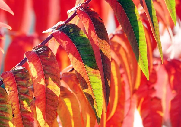 Autumn Leaf Tree Branch Sunbeams Light — Stock Photo, Image
