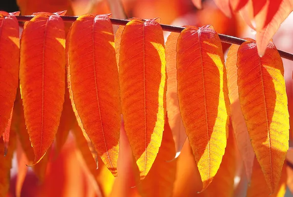 Autumn Leaf Tree Branch Sunbeams Light — Stock Photo, Image