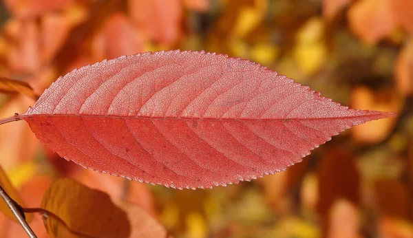 Autumn Leaf Tree Branch Sunbeams Light — Stock Photo, Image