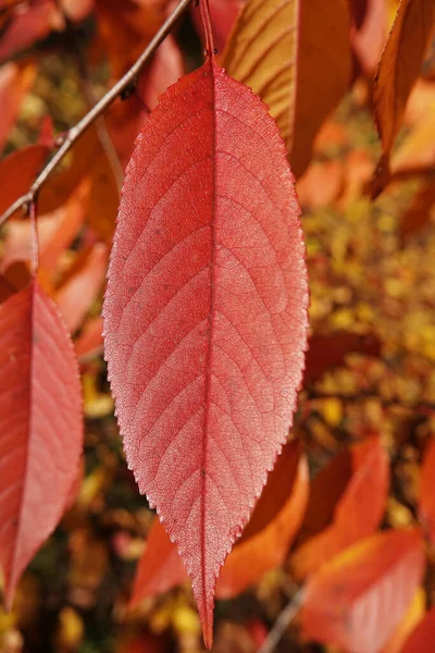 Φύλλα Φθινοπώρου Κλαδί Δέντρου Ηλιαχτίδες Φωτός — Φωτογραφία Αρχείου