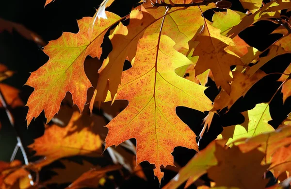 Herfstblad Een Boomtak Zonnestralen Van Licht — Stockfoto