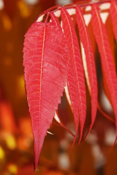 Autumn Leaf Tree Branch Sunbeams Light — Stock Photo, Image