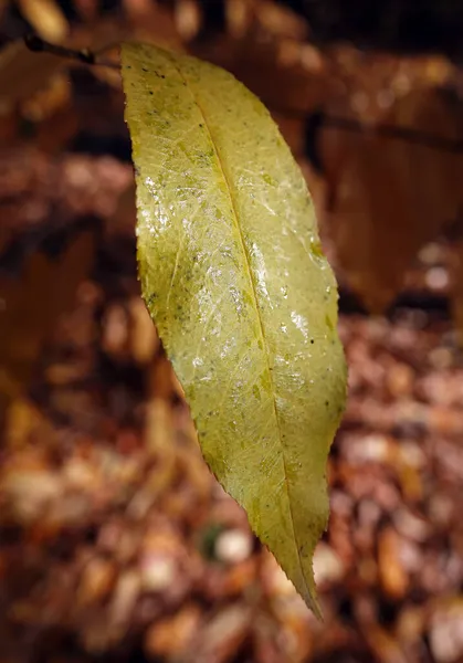 Φύλλα Φθινοπώρου Κλαδί Δέντρου Ηλιαχτίδες Φωτός — Φωτογραφία Αρχείου
