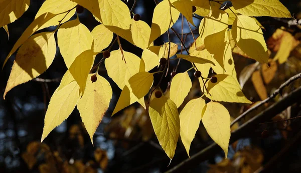 阳光照射在树枝上的秋叶 — 图库照片