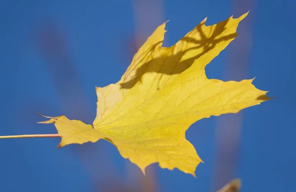 Осенний Лист Ветке Дерева Лучах Света — стоковое фото