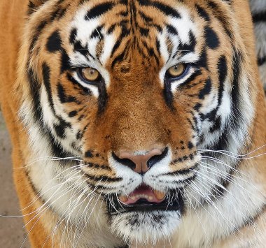 Bengali in its territory - close-up