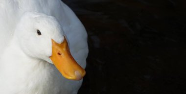 Bird Peking duck in autumn - large