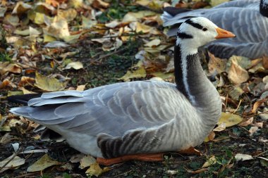 Bird mountain goose in autumn