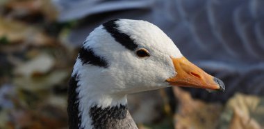 Bird mountain goose in autumn