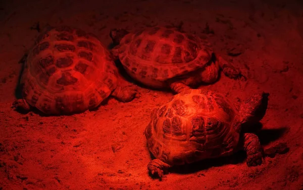 Turtle Red Lamp Basking Terrarium — Stock Photo, Image