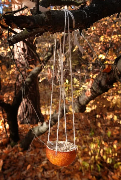 Bird Feeder Tree Orange Forest — Stock fotografie