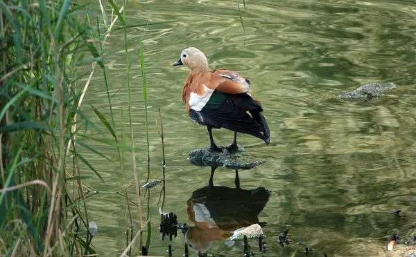 Bird Ogar Autumn Large — стокове фото