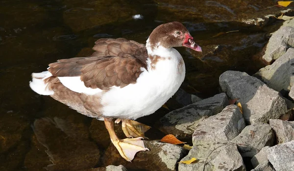 Bird Muscovy Duck Autumn Large — Foto Stock