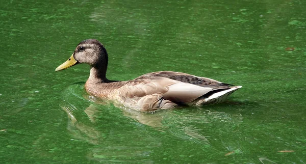 Wild Duck Mallard Swims Backwater Large — Photo