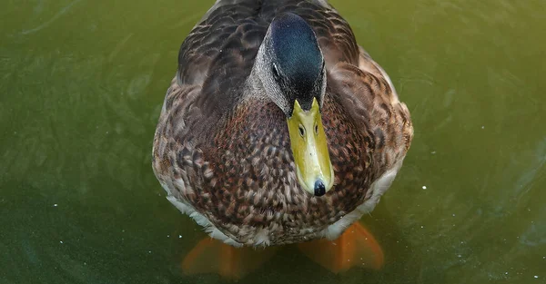 Wild Duck Mallard swims in the backwater - large