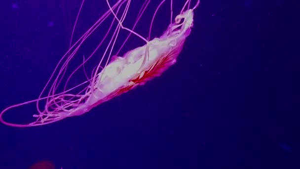 水の中に自由に浮かぶ様々な毒クラゲ — ストック動画
