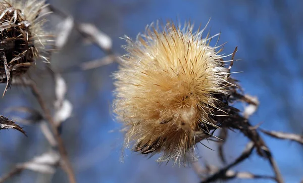 Bitki Dikenli Armut Makro Fotoğrafçılık — Stok fotoğraf