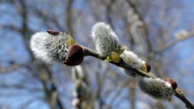 Willow tree branches with fluffy sprouts spring flowering