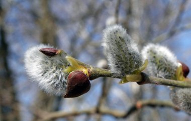 Willow tree branches with fluffy sprouts spring flowering