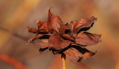 Ormanda kurumuş tohumları olan beyaz söğüt ağacı