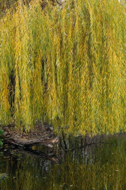 Ağlayan söğüt ağacı sonbaharda ormandaki bir göletin yanında
