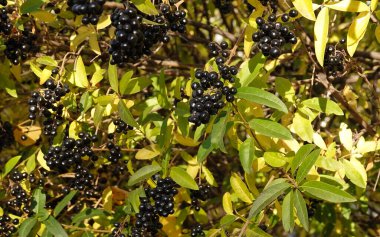 Bir çalılığın dallarında bir sürü Elderberry böğürtlen
