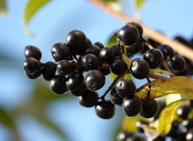 Bir çalılığın dallarında bir sürü Elderberry böğürtlen