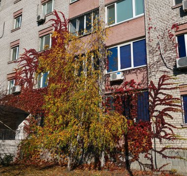 Engelman üzümleri bir apartmanın duvarlarında yetişir.