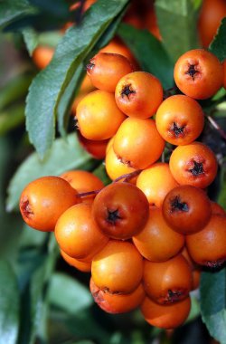 Ağaç dallarında bir sürü yaban mersini