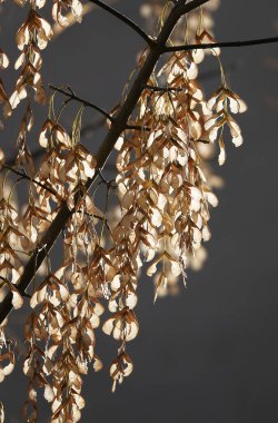 Tohumları güneşte parlayan kül ağacı.