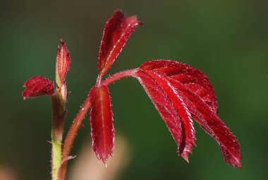 Partenosissus beş yapraklı - yapraklı bir dal
