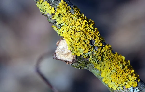 Porosty Ścienne Xanthoria Rosnące Lesie Drzewie — Zdjęcie stockowe