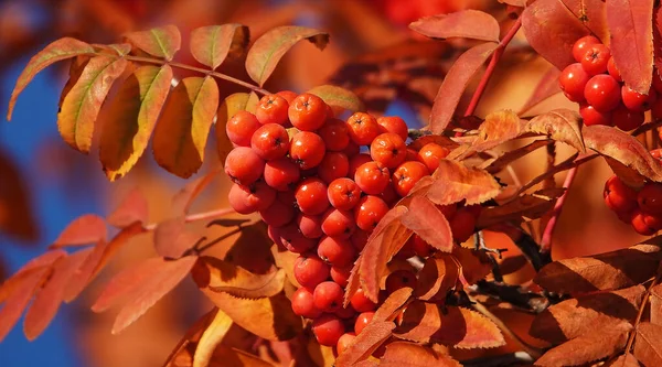 Jagody Rowan Gałęziach Drzew Żółtymi Liśćmi Jesienią — Zdjęcie stockowe