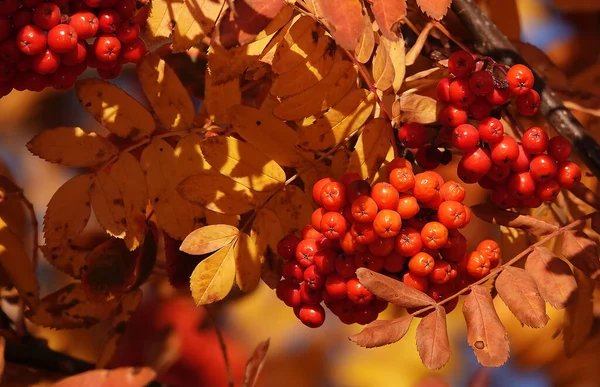 Bayas Rowan Ramas Árboles Con Hojas Amarillas Otoño — Foto de Stock