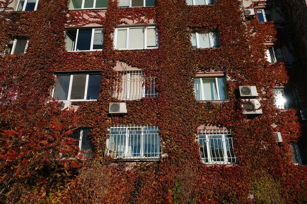 Engelman Grapes Grow Attached Walls Apartment Building — стокове фото