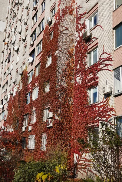 Engelman Grapes Grow Attached Walls Apartment Building — стокове фото