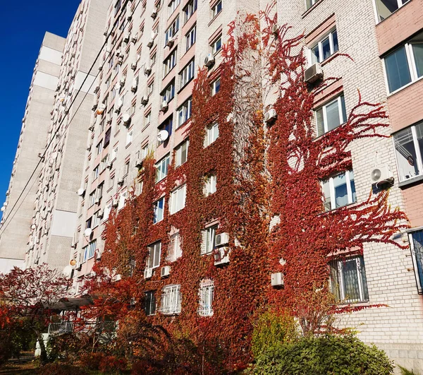 Engelman Grapes Grow Attached Walls Apartment Building — стокове фото