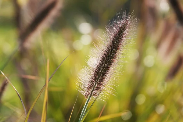 Peristoschaetinus Bristly Grass Plant Growing Forest — 스톡 사진