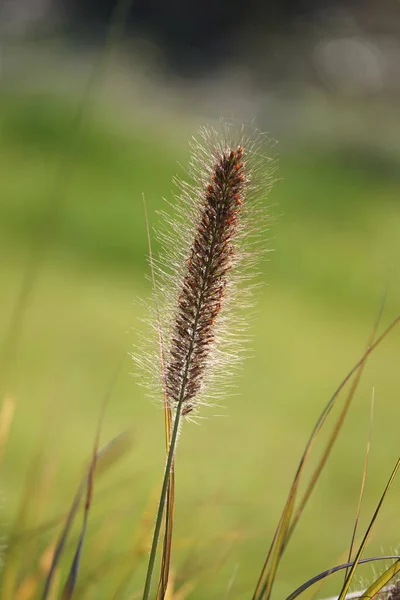 Peristoschaetinus Bristly Grass Plant Growing Forest — Stock Fotó