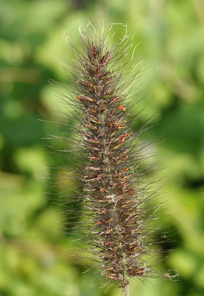 Peristoschaetinus Bristly Grass Plant Growing Forest — Stock Fotó