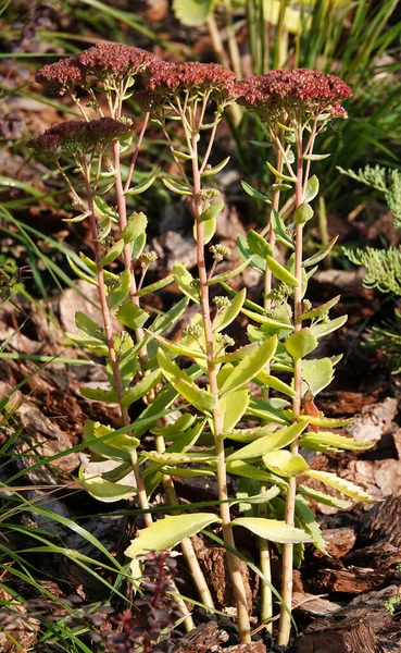 Stonecrop Prominent Growing Forest Tree — Zdjęcie stockowe