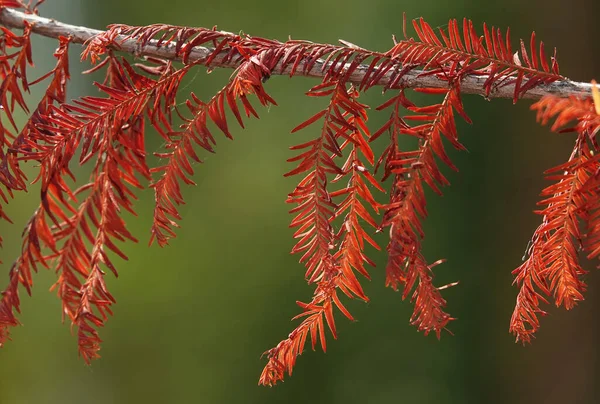 Metasequoia Glyptostroboidus Barrträd Som Växer Skogen — Stockfoto