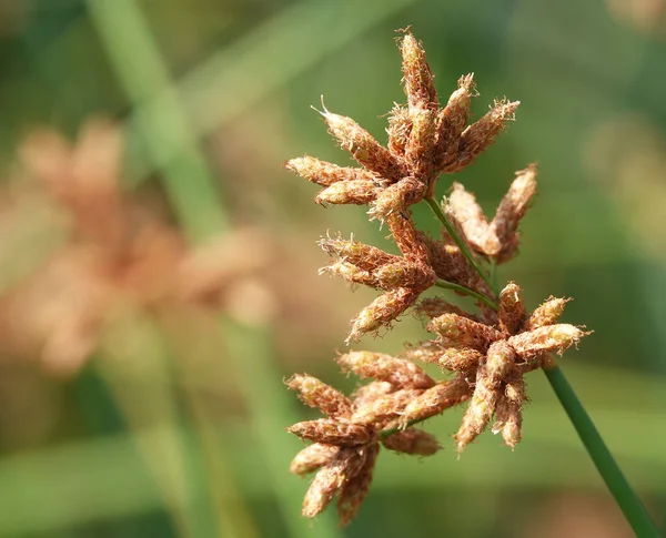Reed Tabernemontana Its Seeds Illuminated Sun — Stock Fotó
