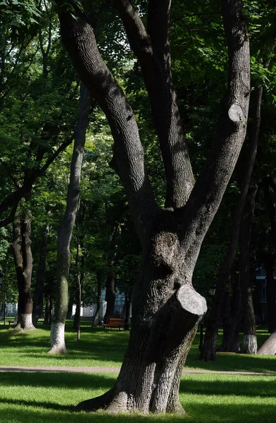 Клен Зелеными Листьями Посаженными Парке — стоковое фото