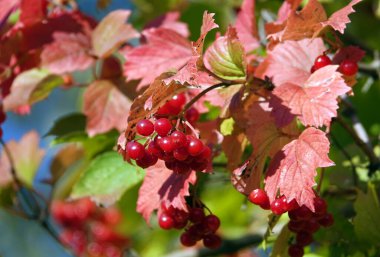 Ağaç dalında Viburum kırmızı meyvesi