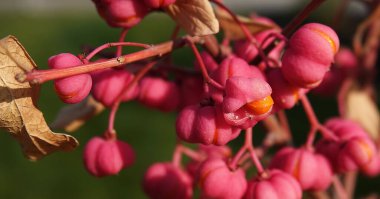 Avrupa huş ağacı kabuğu - ağaç dalında böğürtlen