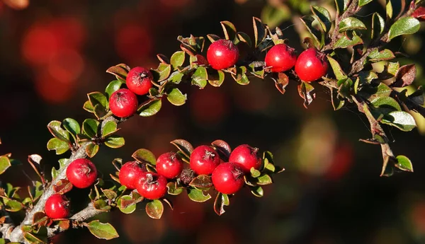 Kiznil Pressed Berry Bush Branch — Foto de Stock