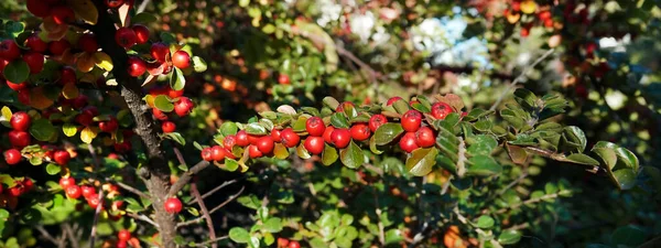 Kiznil Pressed Berry Bush Branch — Stockfoto